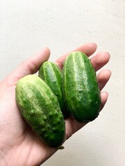Domestic small cucumbers in hand close up view, farm harvest top view