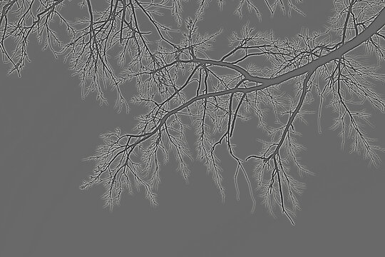  Bare tree branches silhouette against moody gray sky. High-contrast artistic effect creates electric glow. Perfect for nature, winter, or abstract backgrounds.