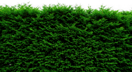 A dense green hedge with lush foliage isolated on transparent background