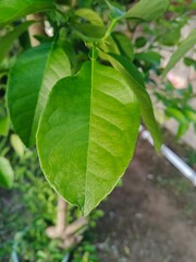 Lemon Leaves Green color in the garden