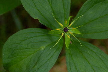 true lover's knot or herb paris (Paris quadrifolia)