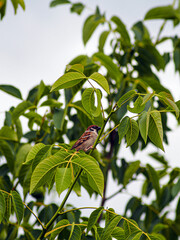 A house sparrow resting on a tree branch with vibrant green leaves. Natural outdoor setting with...