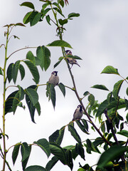 Three house sparrows resting on a tree branch with vibrant green leaves. Natural outdoor setting with soft light and selective focus. Ideal for nature, wildlife, and environmental themes.