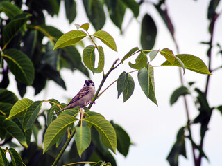 A house sparrow resting on a tree branch with vibrant green leaves. Natural outdoor setting with soft light and selective focus. Ideal for nature, wildlife, and environmental themes.