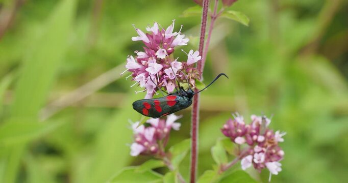 Zygaena filipendulae | Sechsfleck-Widderchen - Sechsfleck-rotwidderchen -  Blutstr&ouml;pfchen. Schmetterling (Zygaenidae) sammelt Nektar mit seinem langen R&uuml;ssel

