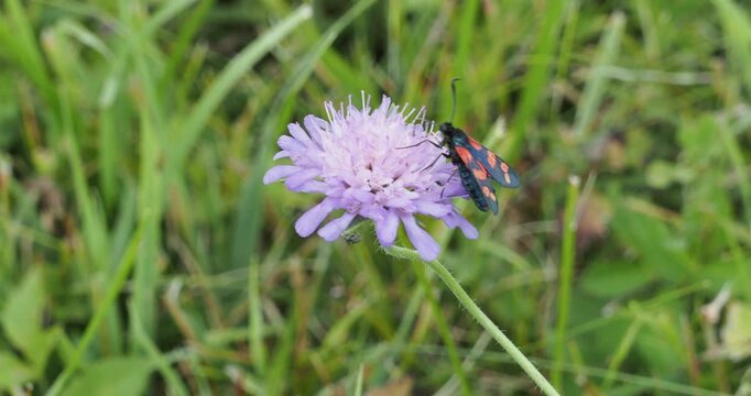 Sechspunkt-Schmetterling (Zygaena filipendulae) sucht fieberhaft nach Nektar von einer Acker-Witwenblume (Knautia oder Scabiosa arvensis)
