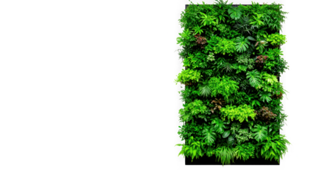 Lush vertical garden wall with diverse green plants isolated on transparent background