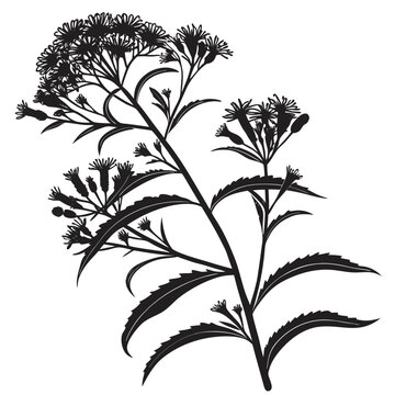 ironweed arkansas with leaves
