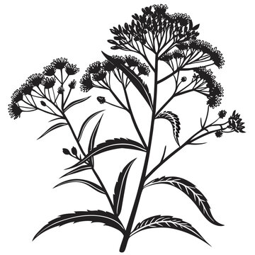 black and white ironweed arkansas
