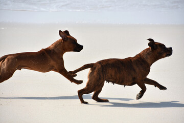 Pair of Staffordshire Terrier Dogs Running on a Beach