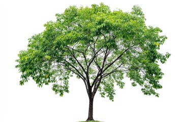 Lush green tree against a white background (1)