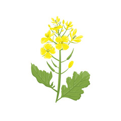 Mustard plant isolated on white background. Vector cartoon flat illustration. Floral icon