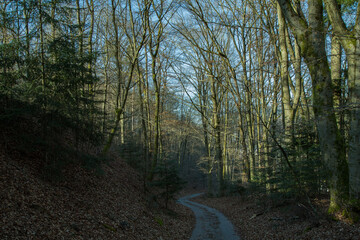 Golden forest path glowing with early morning light