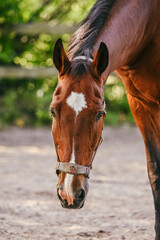 Bay warmblood horse with halter low to the ground looking straight into the camera