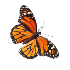 Fototapeta premium Monarch butterfly, wings outstretched, orange and black