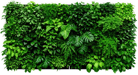 Lush green vertical garden wall with diverse foliage isolated on transparent background