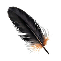 Close-up of a dark-colored feather, with light-colored vane