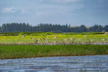 2025 Denmark North- A flock of grey geese