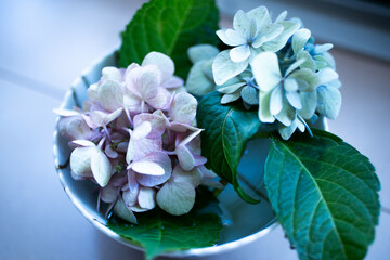 Hydrangeas in a Bowl Decoration