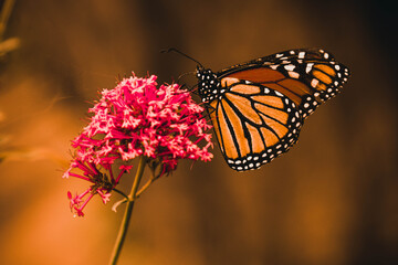 Beautiful butterfly sitting on a flower with golden brown background