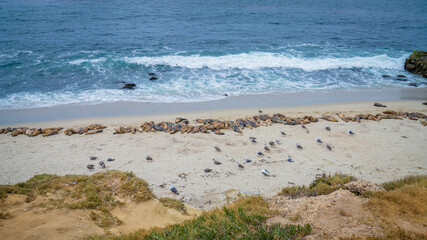 Seals sleeping on the beach