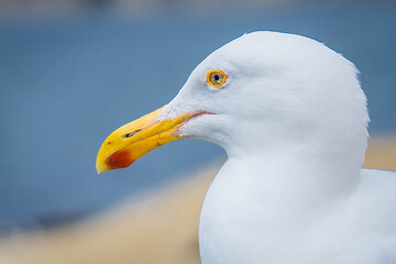 A closeup photo of Seagull 