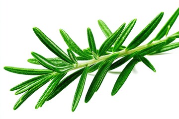 Fototapeta premium Close-up of fresh rosemary sprig