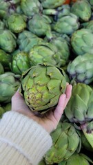 Obraz premium Close-up of a woman's hand holding a fresh green artichoke. The artichoke has a characteristic dense head with scaly leaves