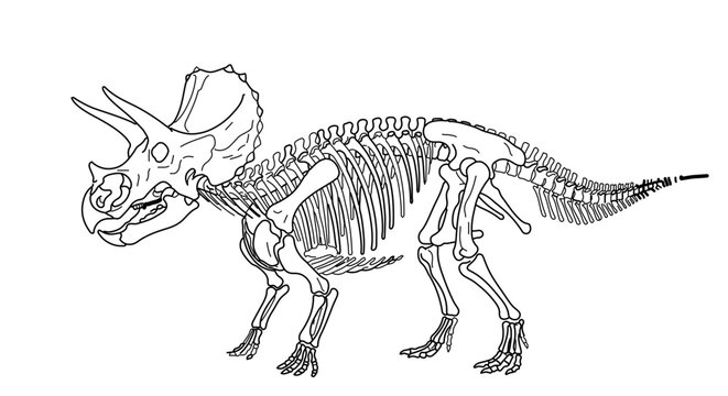 triceratops skeleton outline, white background clip art preview