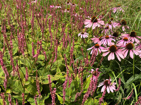 Dark pink flowers of Bistorta amplexicaulis or Persicaria amplexicaulis