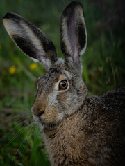 Feldhase in schweizer Alpen