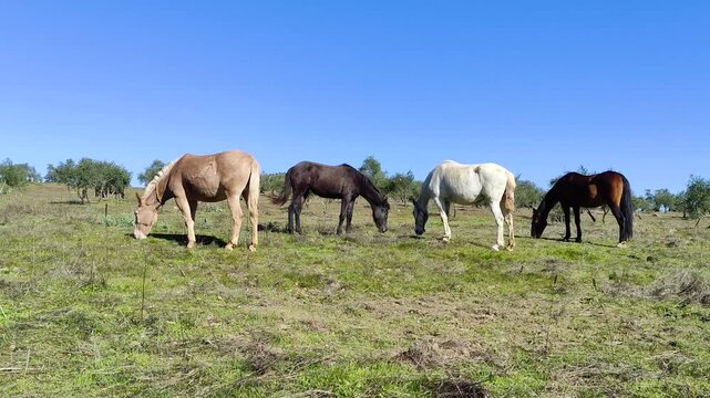 Herd of mares and stallions from a stud farm grazing freely in the field