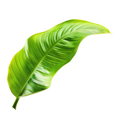 Fototapeta premium Vibrant tropical leaf, with light and dark green stripes