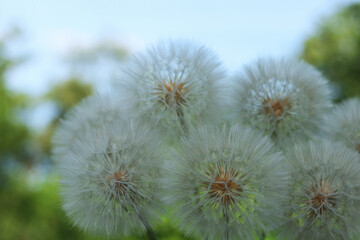 White fluffy dandelions growing outdoors. Natural background with shallow depth of field and soft...