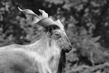 portrait of a goat (Capra falconeri)