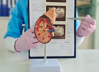Detailed model of a human kidney displayed during medical training session