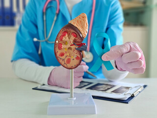 Medical holds kidney model and awareness ribbon to educate on kidney health and related diseases...
