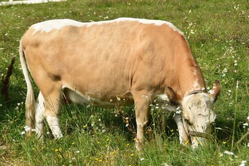 A cute cow is eating grass in a meadow in bright summer day.
