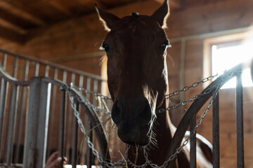 A horse in a pen in a stable