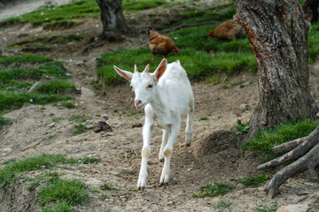 Obraz premium Cute goats on a farm on a summer day