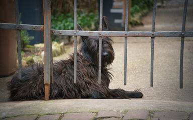 dog on the fence