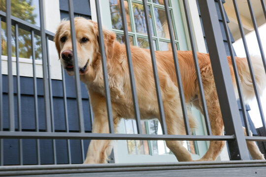 Golden retriever dog walking behind a gate or fence on a house porch. 