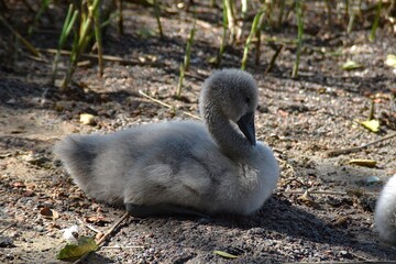 A cute young mute swan is on a beach in sunny summer day.