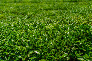 Tea leaves on a tea plantation. Beautiful natural landscape