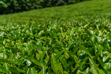 Tea leaves on a tea plantation. Beautiful natural landscape