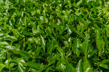 Tea leaves on a tea plantation. Beautiful natural landscape