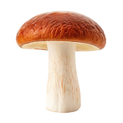 a single edible healthy reishi mushroom png medicinal mushroom png natural health ingredient png organic fungi illustration png transparent background image