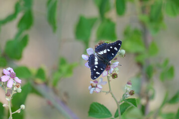 Southern White Admiral butterfly feeding on the blackberry flowers. 