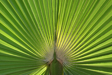 Fototapeta premium Detailed macro of a tropical palm leaf showing radial symmetry and lush green ribs illuminated by sunlight.