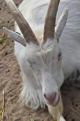 A white goat is lying down outdoor on a farm in sunny summer day.